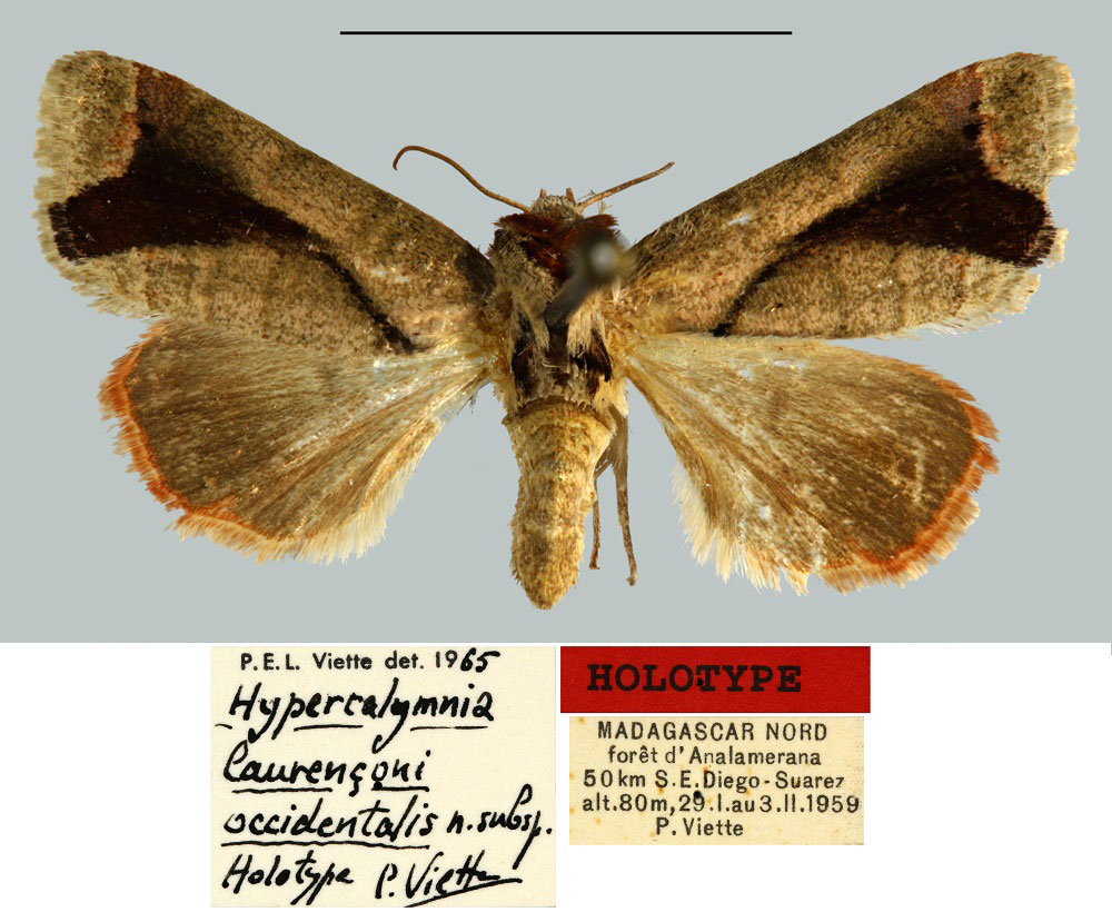 /filer/webapps/moths/media/images/O/occidentalis_Hypercalymnia_HT_MNHN.jpg