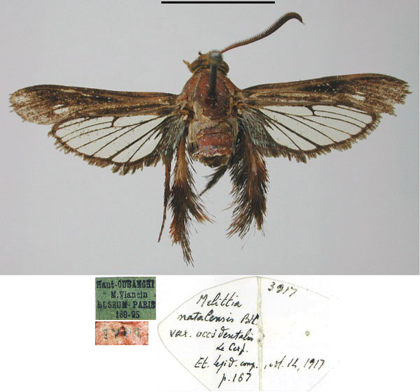 /filer/webapps/moths/media/images/O/occidentalis_Melittia_HT_MNHN.jpg
