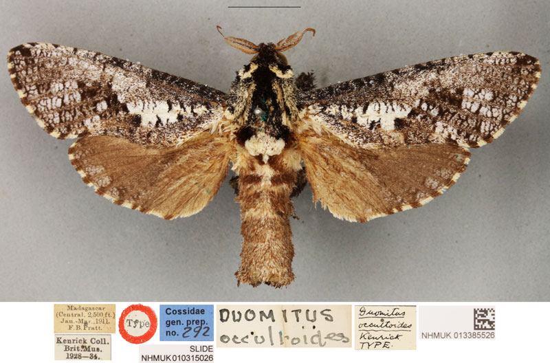 /filer/webapps/moths/media/images/O/occultoides_Duomitus_HT_BMNH.jpg