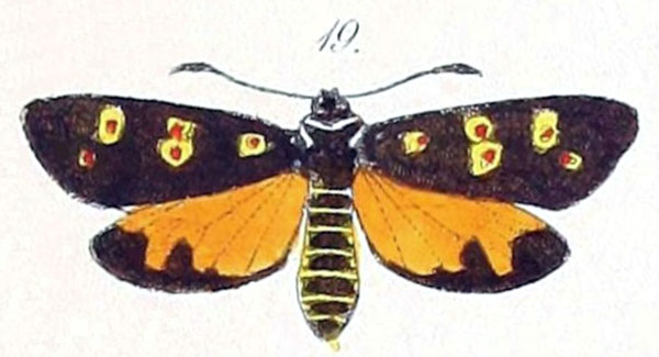 /filer/webapps/moths/media/images/O/ocellaris_Zygaena_HT_Felder_1874_82-19.jpg