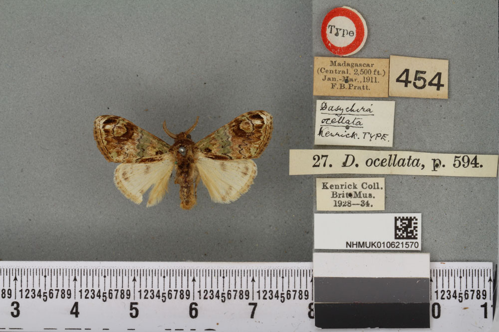 /filer/webapps/moths/media/images/O/ocellata_Dasychira_HT_BMNHa.jpg