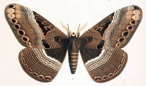 /filer/webapps/moths/media/images/O/ocelligera_Brahmaea_HT_Butler_1889_12-4.jpg