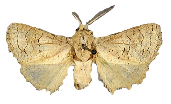 /filer/webapps/moths/media/images/O/ochracea_Afroarabiella_HT_BMNH.jpg