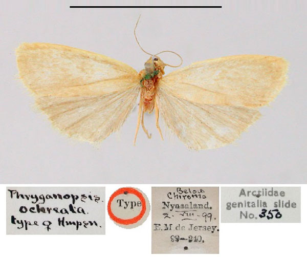 /filer/webapps/moths/media/images/O/ochreata_Phryganopsis_HT_BMNH.jpg