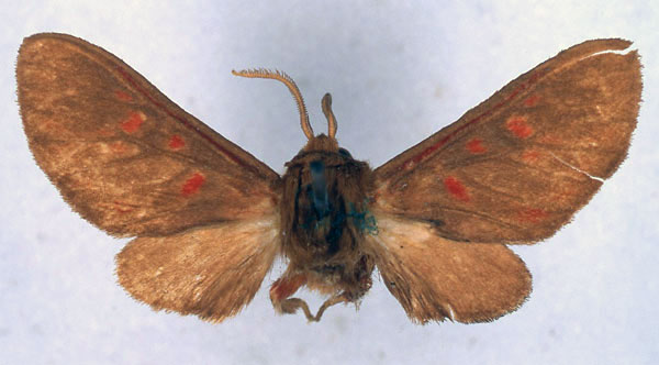 /filer/webapps/moths/media/images/O/ochreogaster_Rhabdomarctia_HT_BMNH_01.jpg