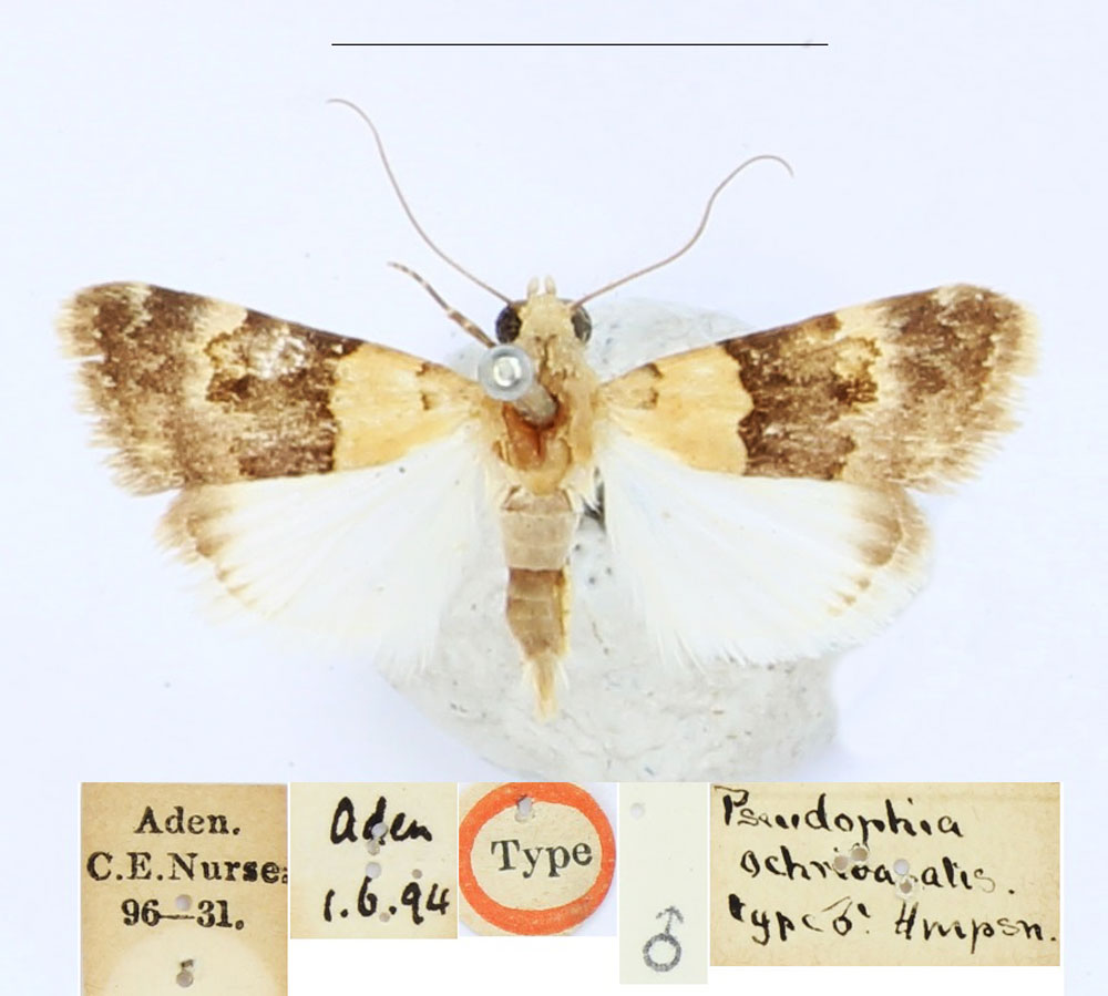 /filer/webapps/moths/media/images/O/ochribasalis_Pseudophia_HT_BMNH.jpg
