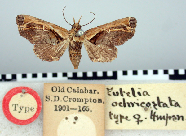 /filer/webapps/moths/media/images/O/ochricostata_Eutelia_HT_BMNH.jpg
