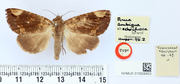 /filer/webapps/moths/media/images/O/ochrifusca_Anua_HT_BMNH.jpg