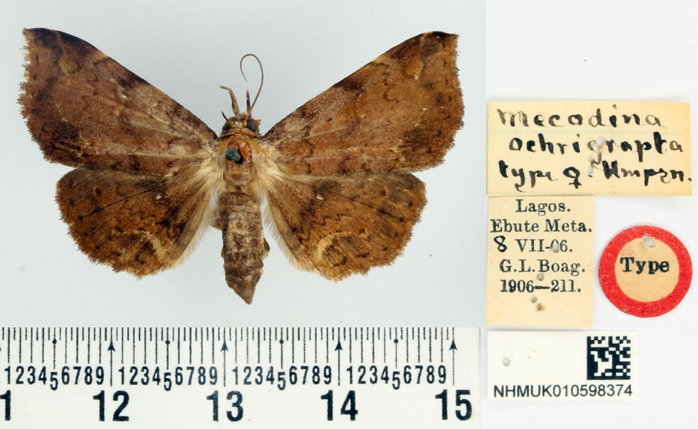 /filer/webapps/moths/media/images/O/ochrigrapta_Mecodina_STF_BMNH_01.jpg