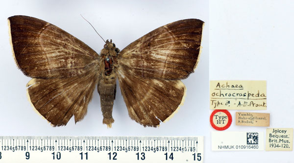 /filer/webapps/moths/media/images/O/ochrocraspeda_Achaea_HT_BMNH.jpg