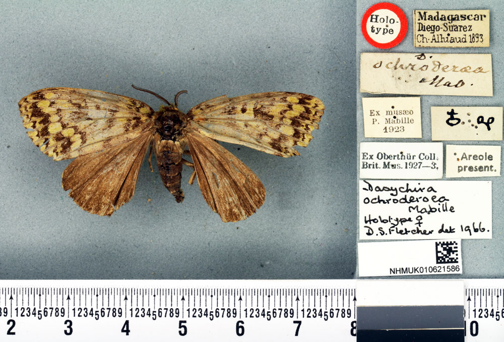 /filer/webapps/moths/media/images/O/ochroderoea_Dasychira_HT_BMNH.jpg