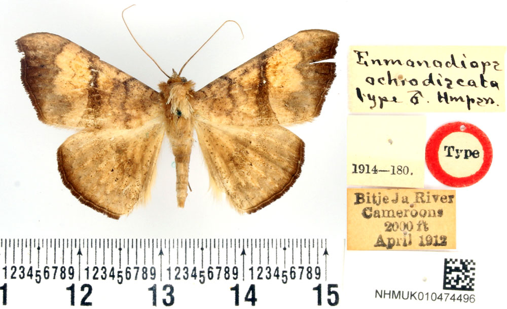 /filer/webapps/moths/media/images/O/ochrodiscata_Enmonodiops_HT_BMNH.jpg