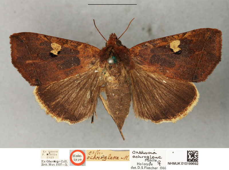 /filer/webapps/moths/media/images/O/ochroglene_Orthosia_HT_BMNH.jpg