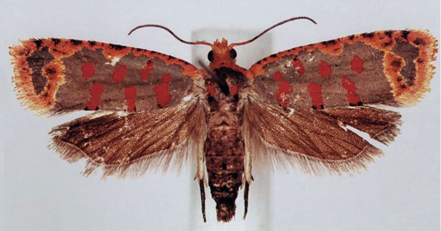 /filer/webapps/moths/media/images/O/ochrolegnia_Sanguinograptis_AM_BMNH.jpg
