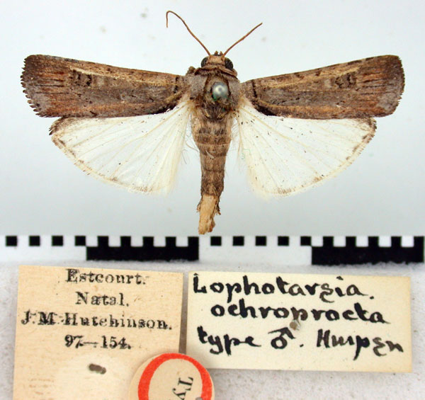 /filer/webapps/moths/media/images/O/ochroprocta_Lophotarsia_HT_BMNH.jpg