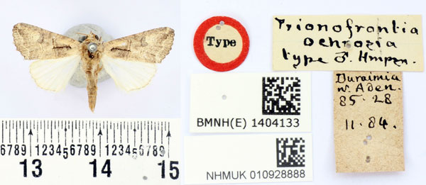 /filer/webapps/moths/media/images/O/ochrosia_Prionofrontia_LT_BMNH.jpg