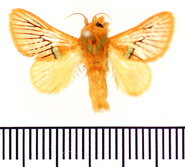 /filer/webapps/moths/media/images/O/ochsei_Delorachis_PTM_BMNH.jpg