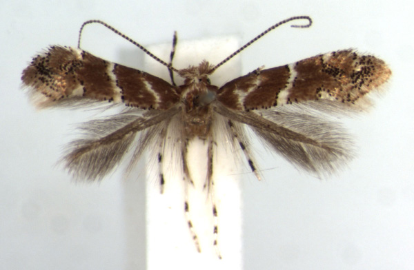 /filer/webapps/moths/media/images/O/ocimellus_Phyllonorycter_HT_RMCA.jpg