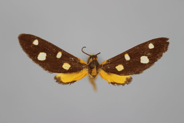 /filer/webapps/moths/media/images/O/octopunctata_Thyrosticta_HT_BMNH.jpg