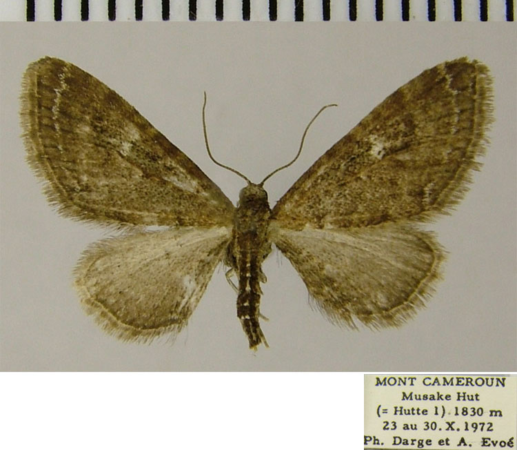 /filer/webapps/moths/media/images/O/oculata_Eupithecia_AM_ZSM.jpg