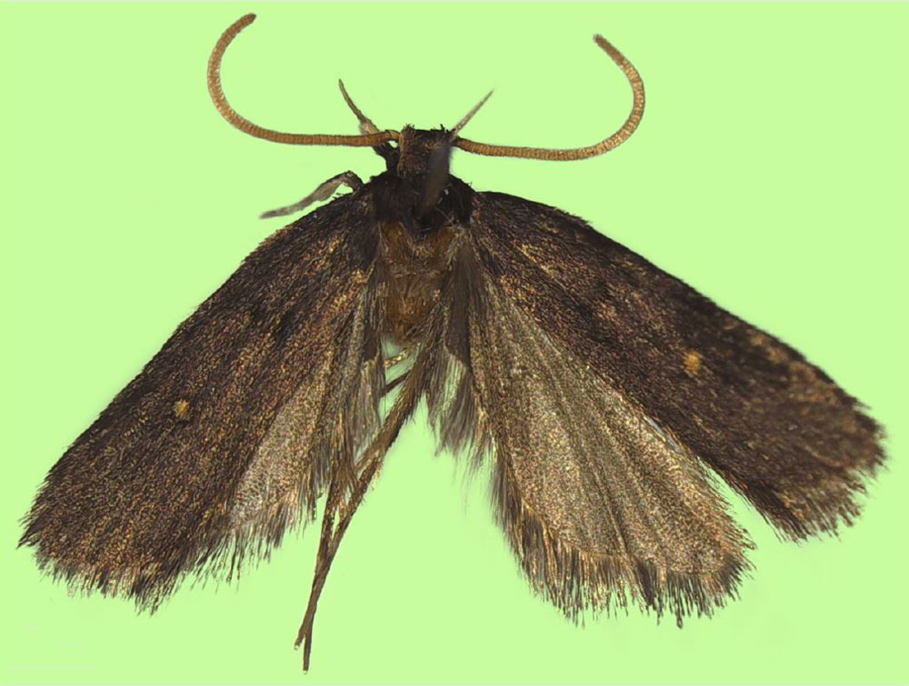 /filer/webapps/moths/media/images/O/oculiella_Protolychnis_HT_BMNH.jpg