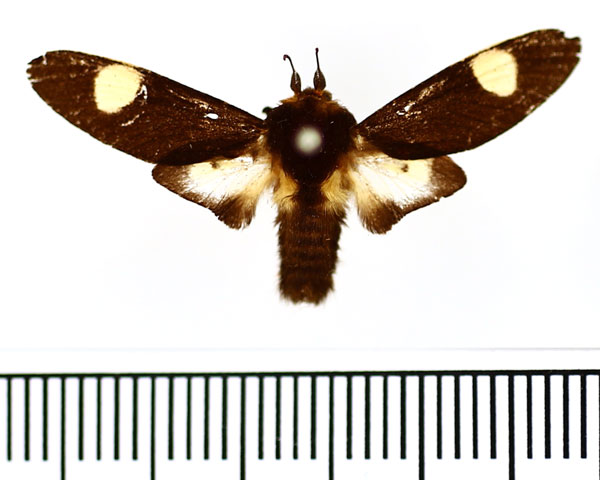 /filer/webapps/moths/media/images/O/oculita_Eccopa_AM_BMNH.jpg