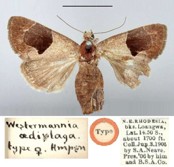 /filer/webapps/moths/media/images/O/oediplaga_Westermannia_HT_BMNH.jpg