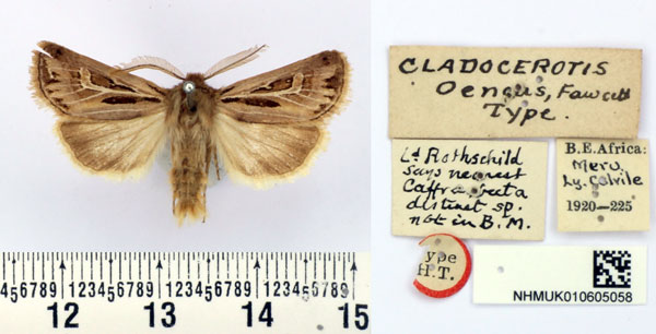 /filer/webapps/moths/media/images/O/oeneus_Cladocerotis_HT_BMNH.jpg