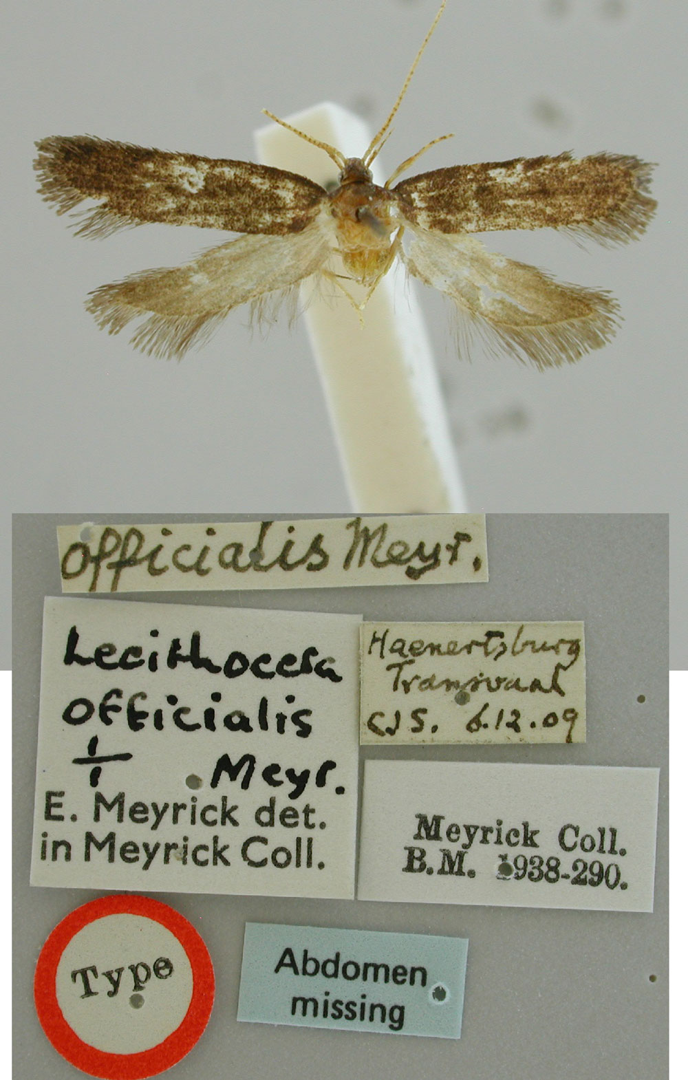 /filer/webapps/moths/media/images/O/officialis_Lecithocera_HT_BMNH.jpg