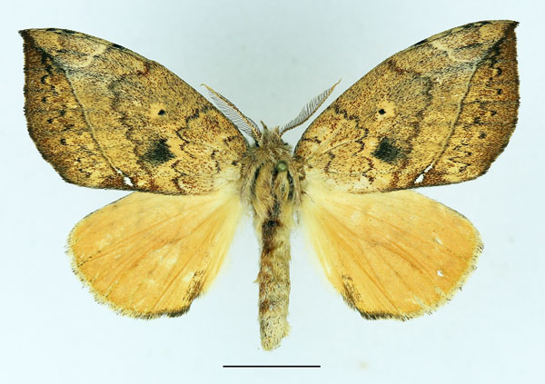 /filer/webapps/moths/media/images/O/ogovensis_Paratrotonotus_AM_Basquin.jpg