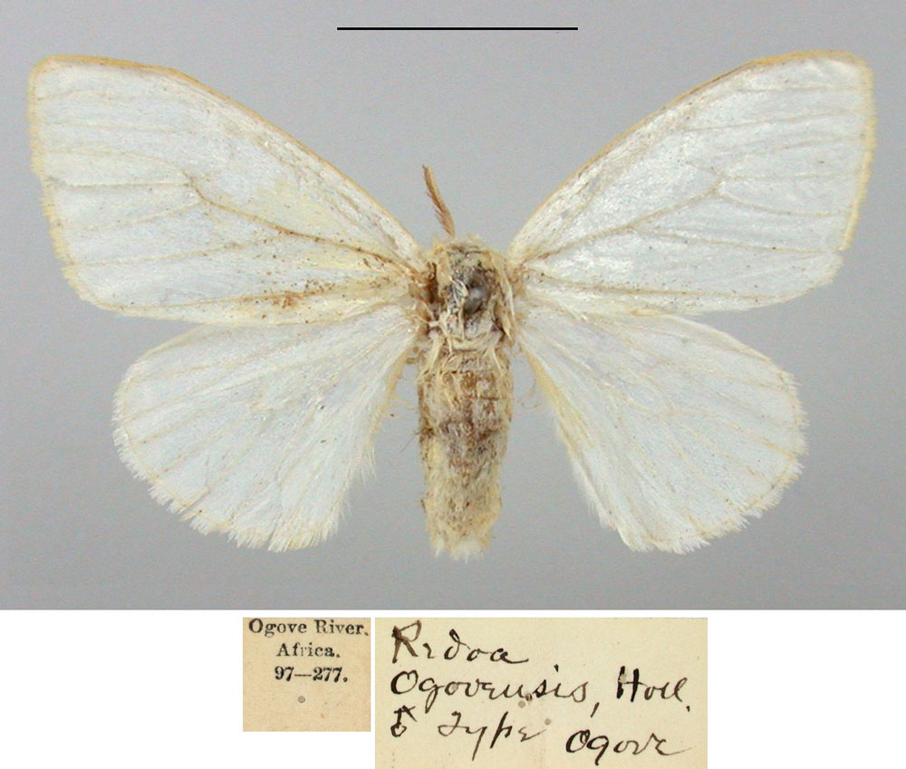 /filer/webapps/moths/media/images/O/ogovensis_Redoa_STM_BMNH.jpg