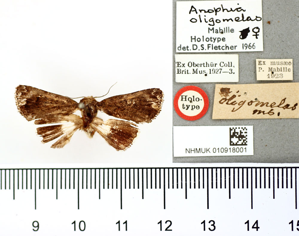 /filer/webapps/moths/media/images/O/oligomelas_Anophia_HT_BMNH.jpg