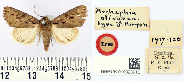 /filer/webapps/moths/media/images/O/olivacea_Archephia_HT_BMNH.jpg