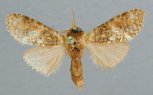 /filer/webapps/moths/media/images/O/olivacea_Eurystauridia_A_RMCA_01.jpg