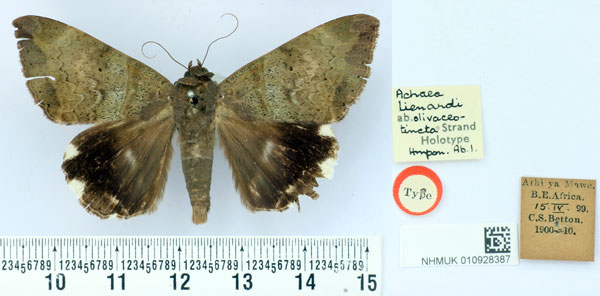 /filer/webapps/moths/media/images/O/olivaceotincta_Achaea_HT_BMNH.jpg
