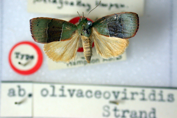 /filer/webapps/moths/media/images/O/olivaceoviridis_Chlorozada_HT_BMNH.jpg