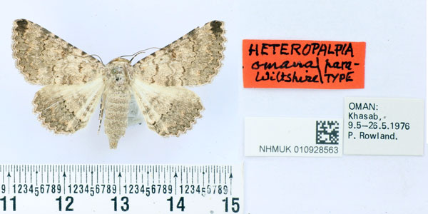 /filer/webapps/moths/media/images/O/omana_Heteropalpia_PT_BMNH.jpg