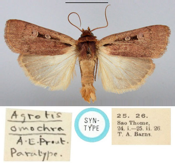 /filer/webapps/moths/media/images/O/omochra_Agrotis_ST_BMNH.jpg