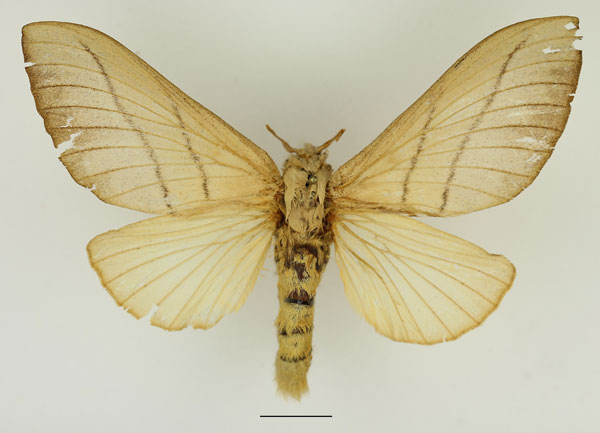 /filer/webapps/moths/media/images/O/ondulosa_Euphorea_AF_Basquin.jpg