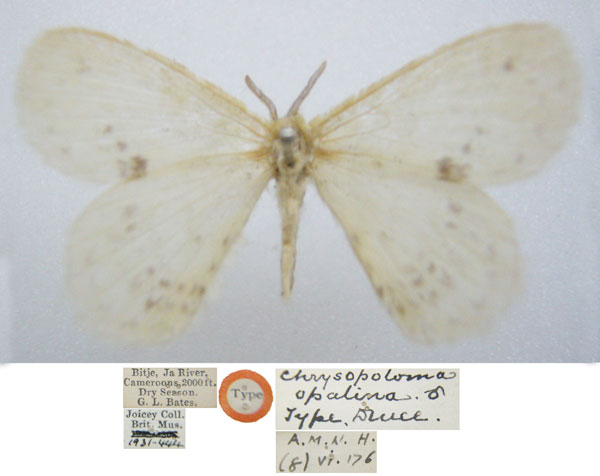/filer/webapps/moths/media/images/O/opalina_Chrysopoloma_STM_NHMUKa.jpg
