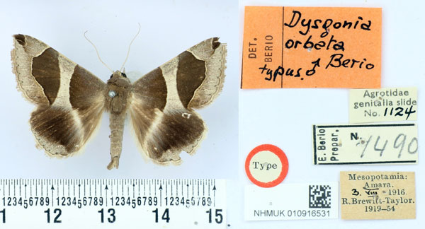 /filer/webapps/moths/media/images/O/orbata_Dysgonia_HT_BMNH.jpg