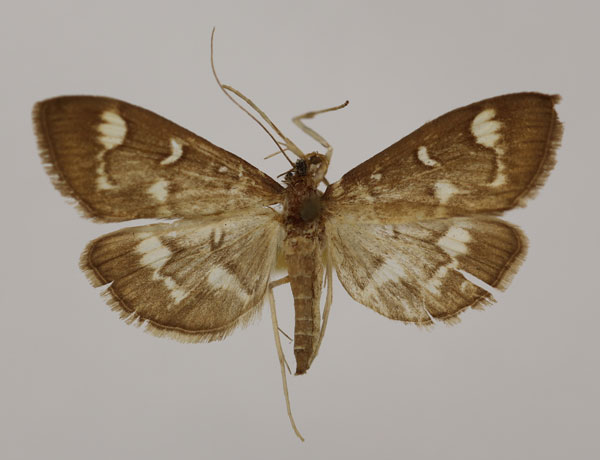 /filer/webapps/moths/media/images/O/orbiferalis_Syllepte_A_BMNH.jpg