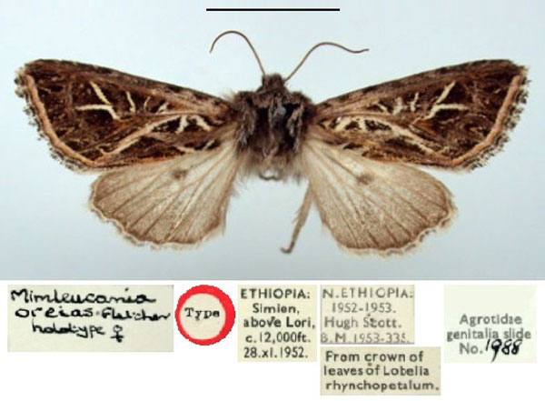 /filer/webapps/moths/media/images/O/oreias_Mimleucania_HT_BMNH.jpg
