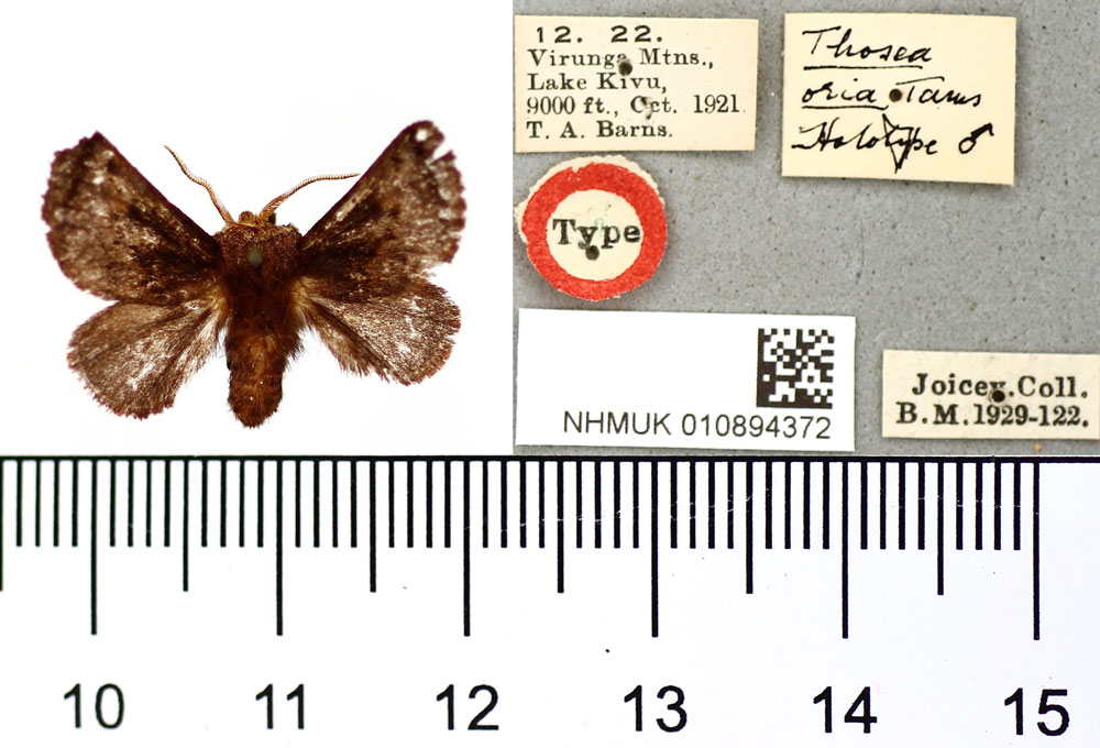 /filer/webapps/moths/media/images/O/oria_Thosea_HT_BMNH.jpg