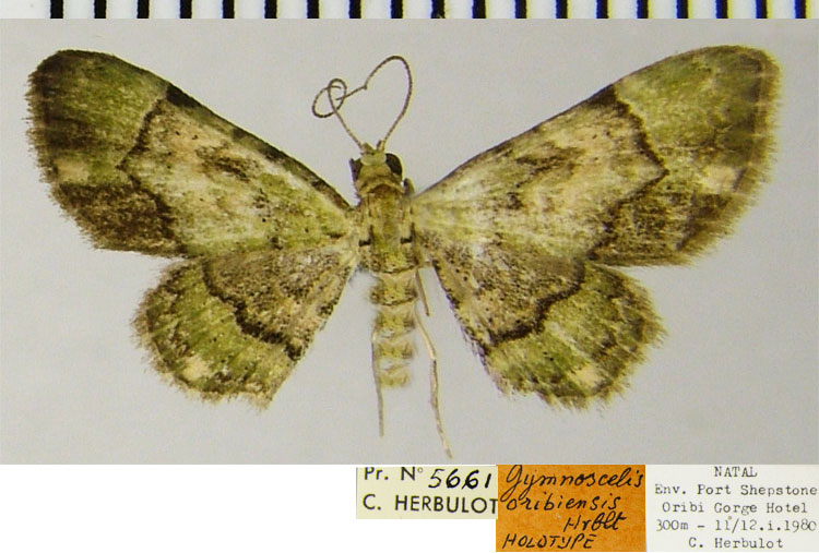 /filer/webapps/moths/media/images/O/oribiensis_Gymnoscelis_HT_ZSMa.jpg