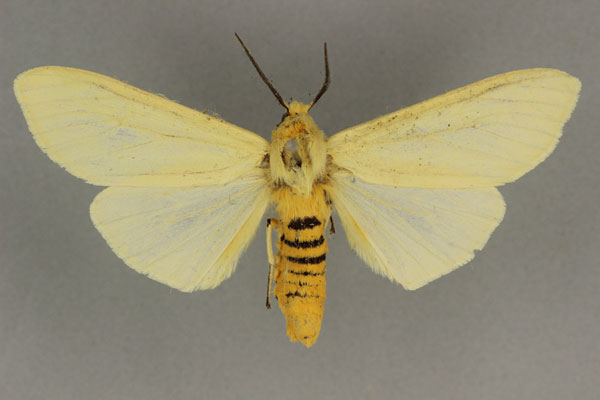 /filer/webapps/moths/media/images/O/oriens_Saenura_LT_BMNH.jpg