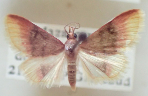 /filer/webapps/moths/media/images/O/orientalalis_Clupeosoma_A_PZBT.jpg