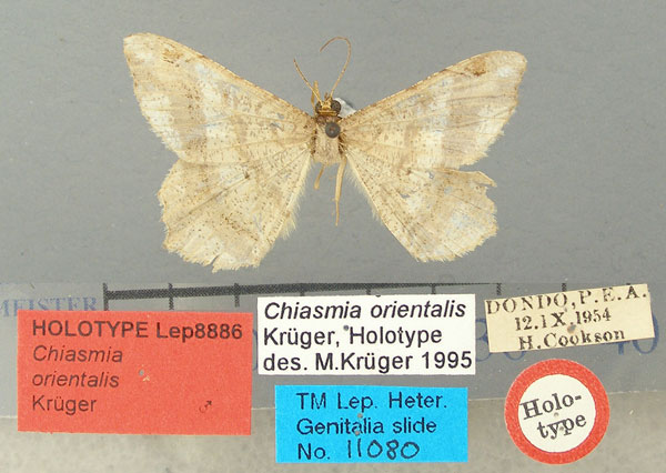 /filer/webapps/moths/media/images/O/orientalis_Chiasmia_HT_TMSA.jpg