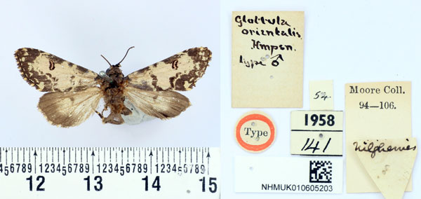 /filer/webapps/moths/media/images/O/orientalis_Glottula_HT_BMNH.jpg