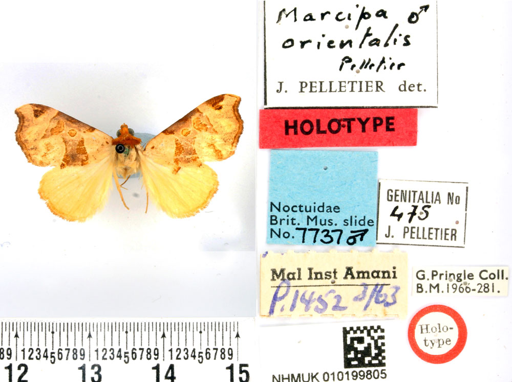 /filer/webapps/moths/media/images/O/orientalis_Marcipa_HT_BMNH.jpg